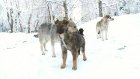 В Заводском районе жителей беспокоит нашествие бездомных собак