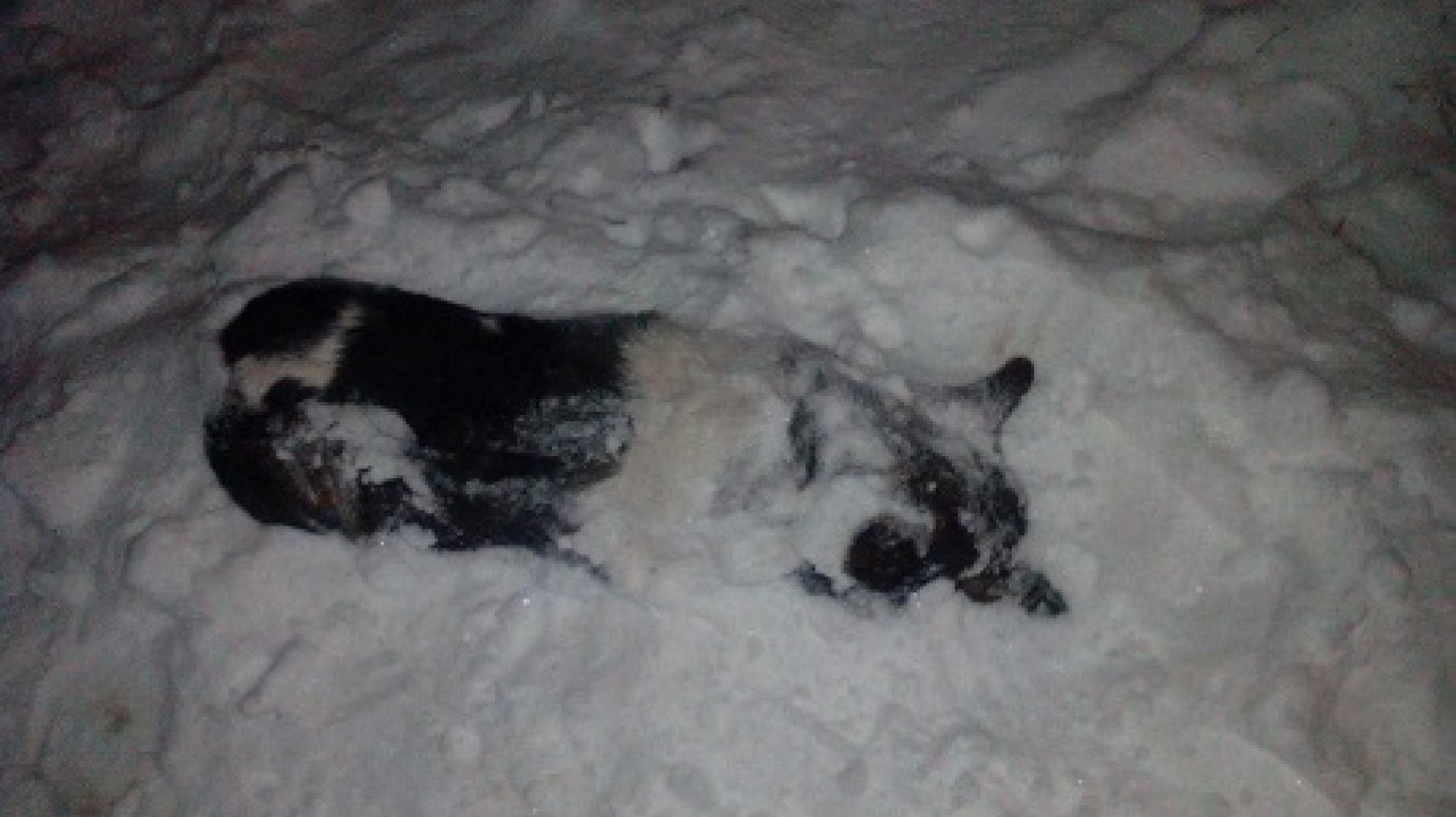 В полиции рассказали о застреленной в Кузнецке собаке