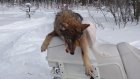 В лесах Пензенской области охотники истребляют лис и волков
