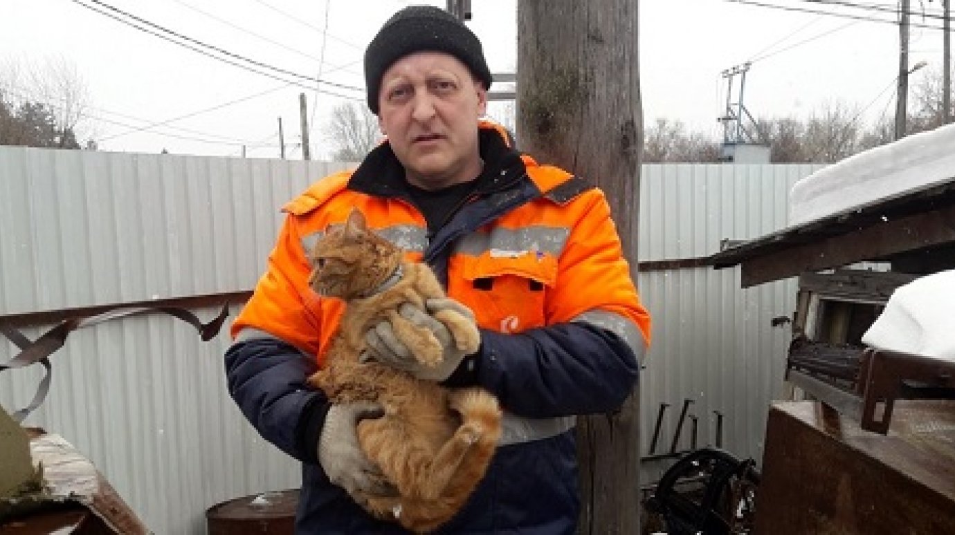 Кузнечанин спас замерзавшего на высоком столбе кота