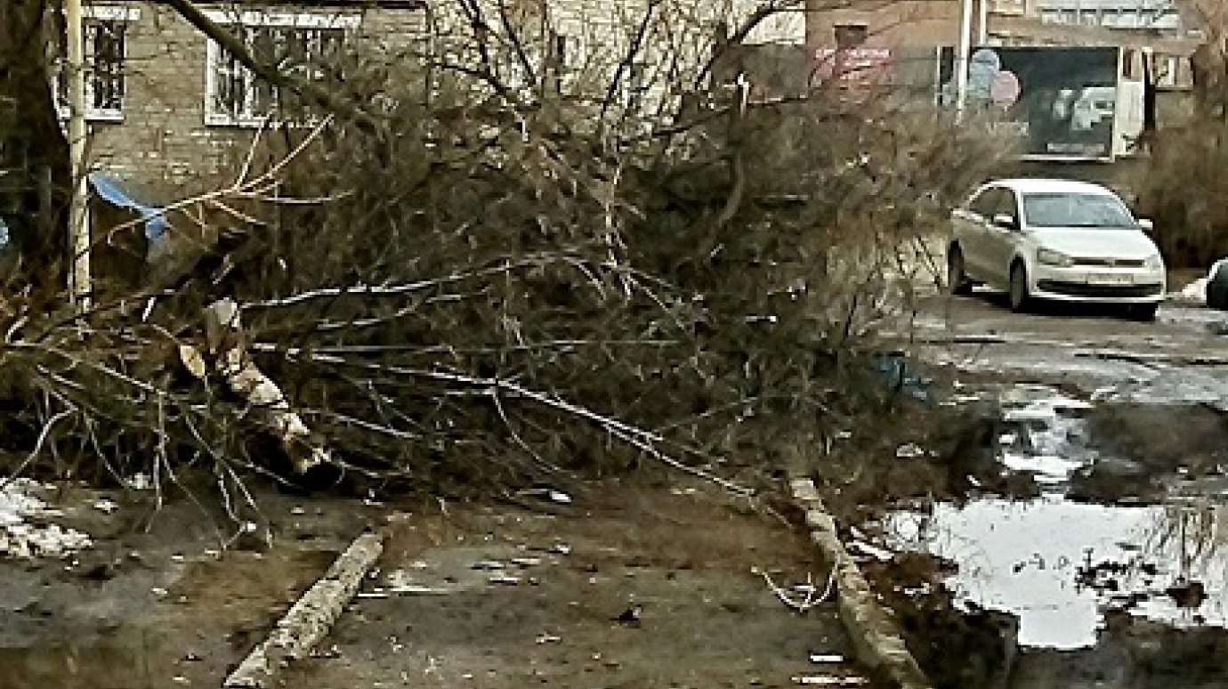 На пешеходной дорожке на улице Гоголя в Пензе устроили баррикаду из ветвей