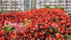 Улицы Пензы украсят более 300 тысяч цветов