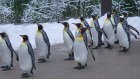 25 апреля - Международный день пингвинов