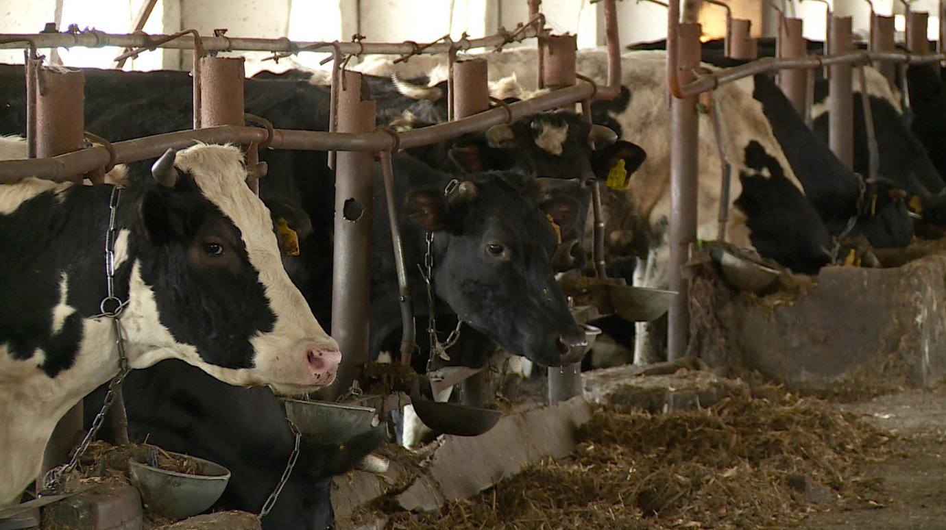 В Бессоновском районе стадо коров осталось без пастбища