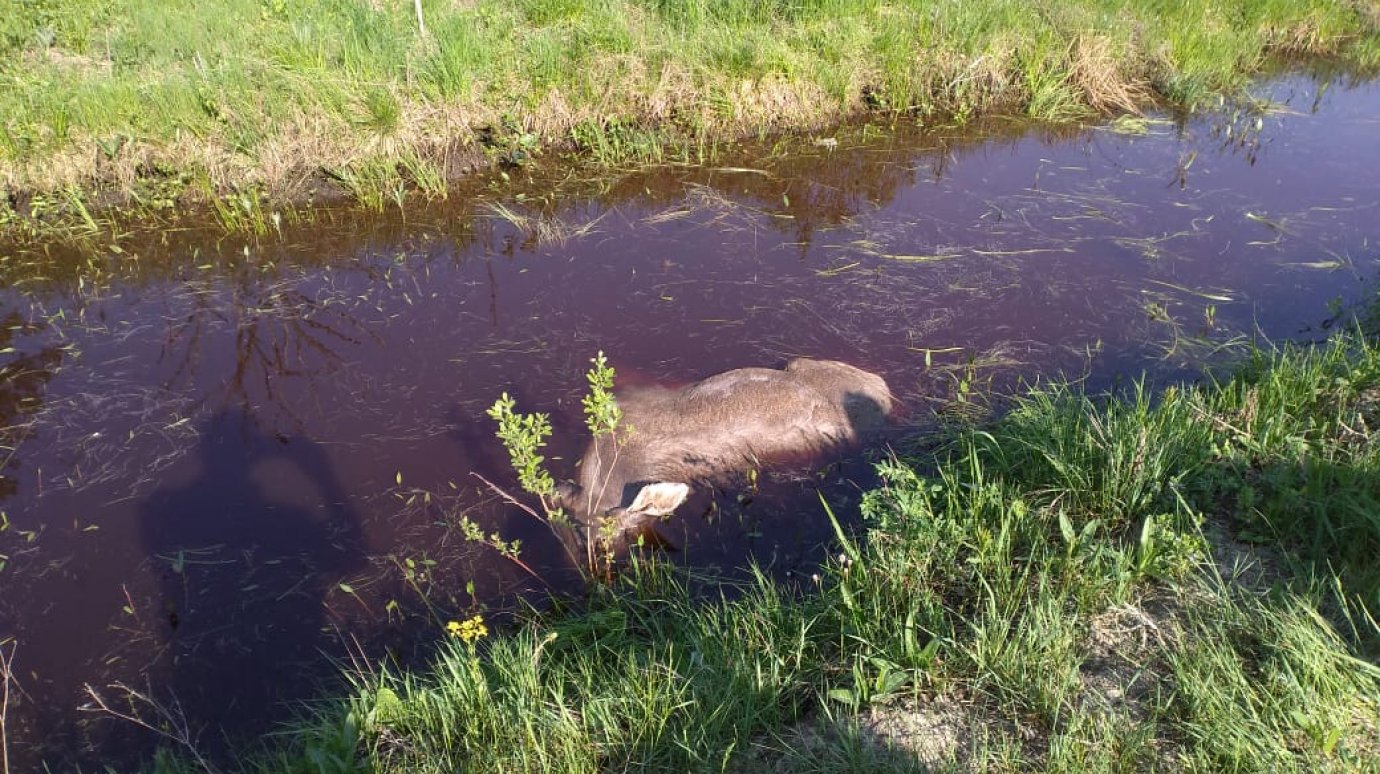 В Сосновоборском районе сбитый лось после ДТП оказался в водоеме