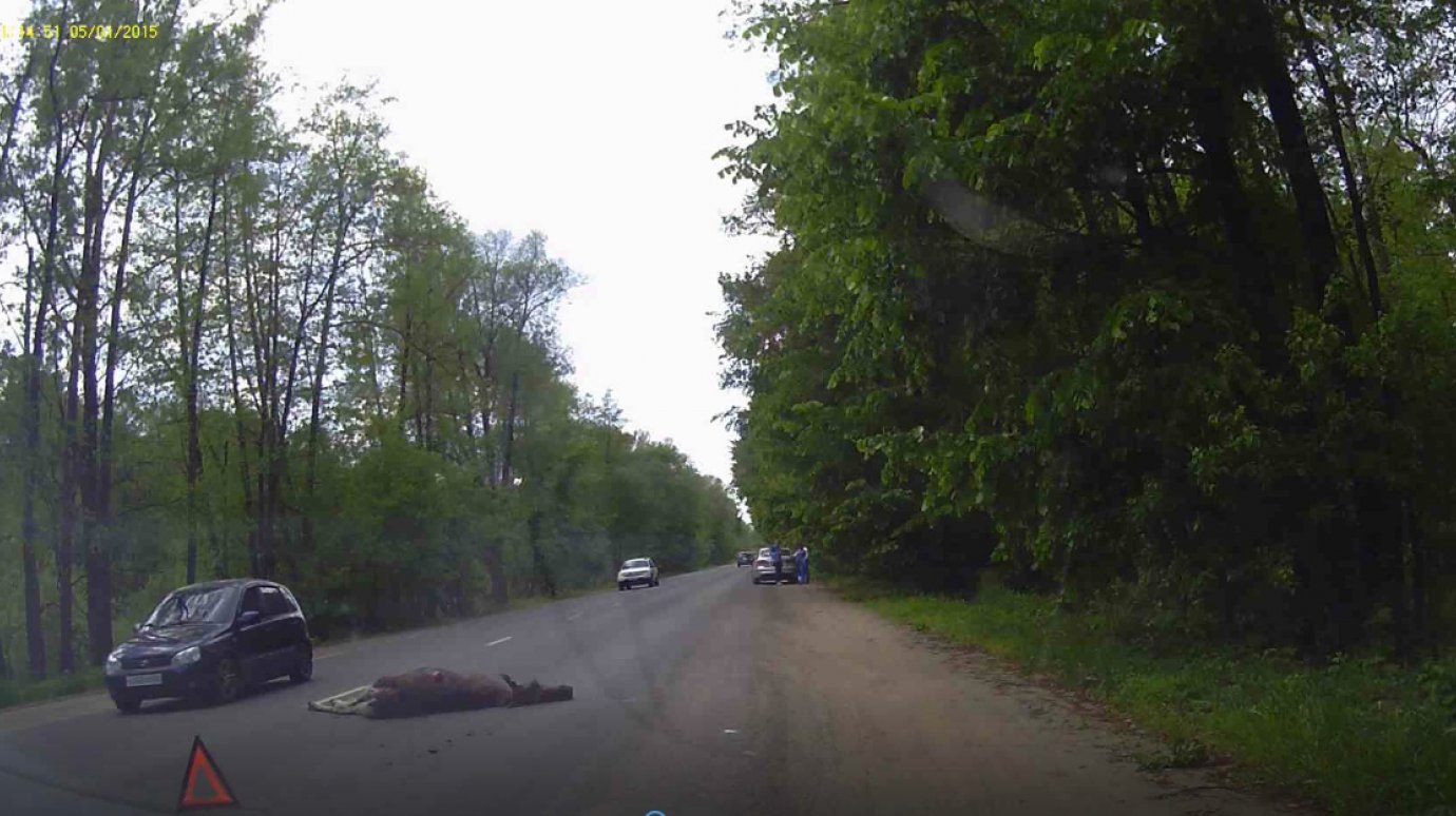 В Пензенской области за сутки произошло два ДТП с участием лосей
