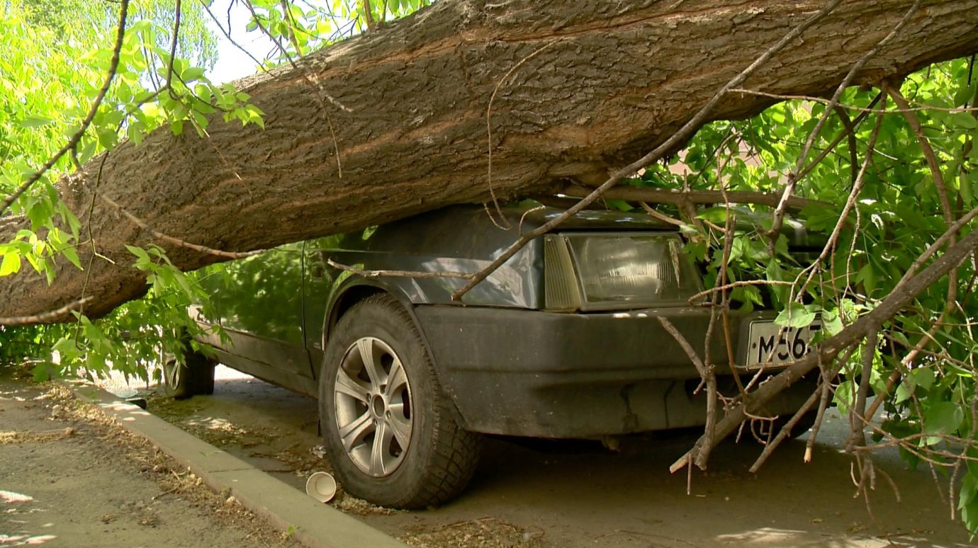На улице Герцена на припаркованный автомобиль рухнуло дерево