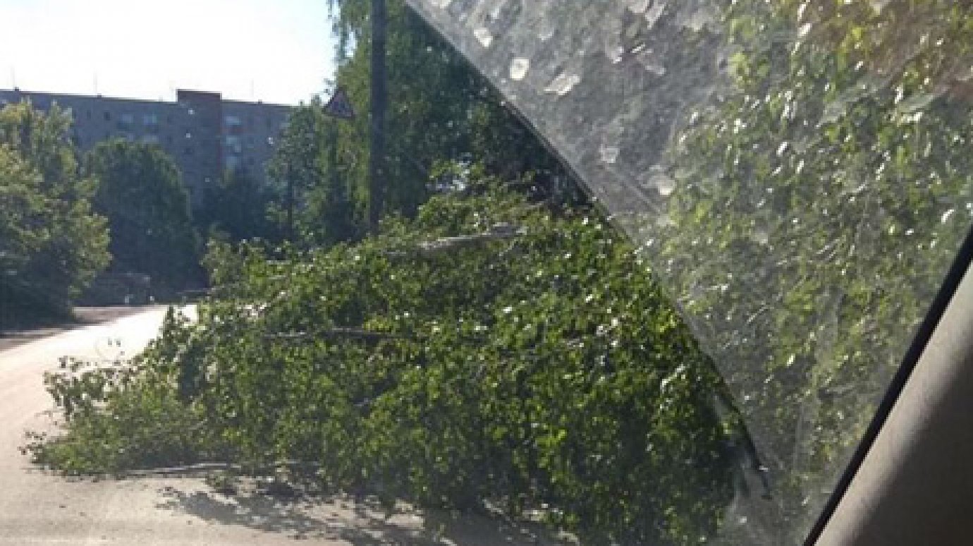 На проезжей части улицы Ульяновской второй день лежит береза