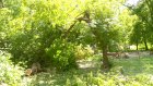 Во дворе на улице Титова переломилось очередное дерево