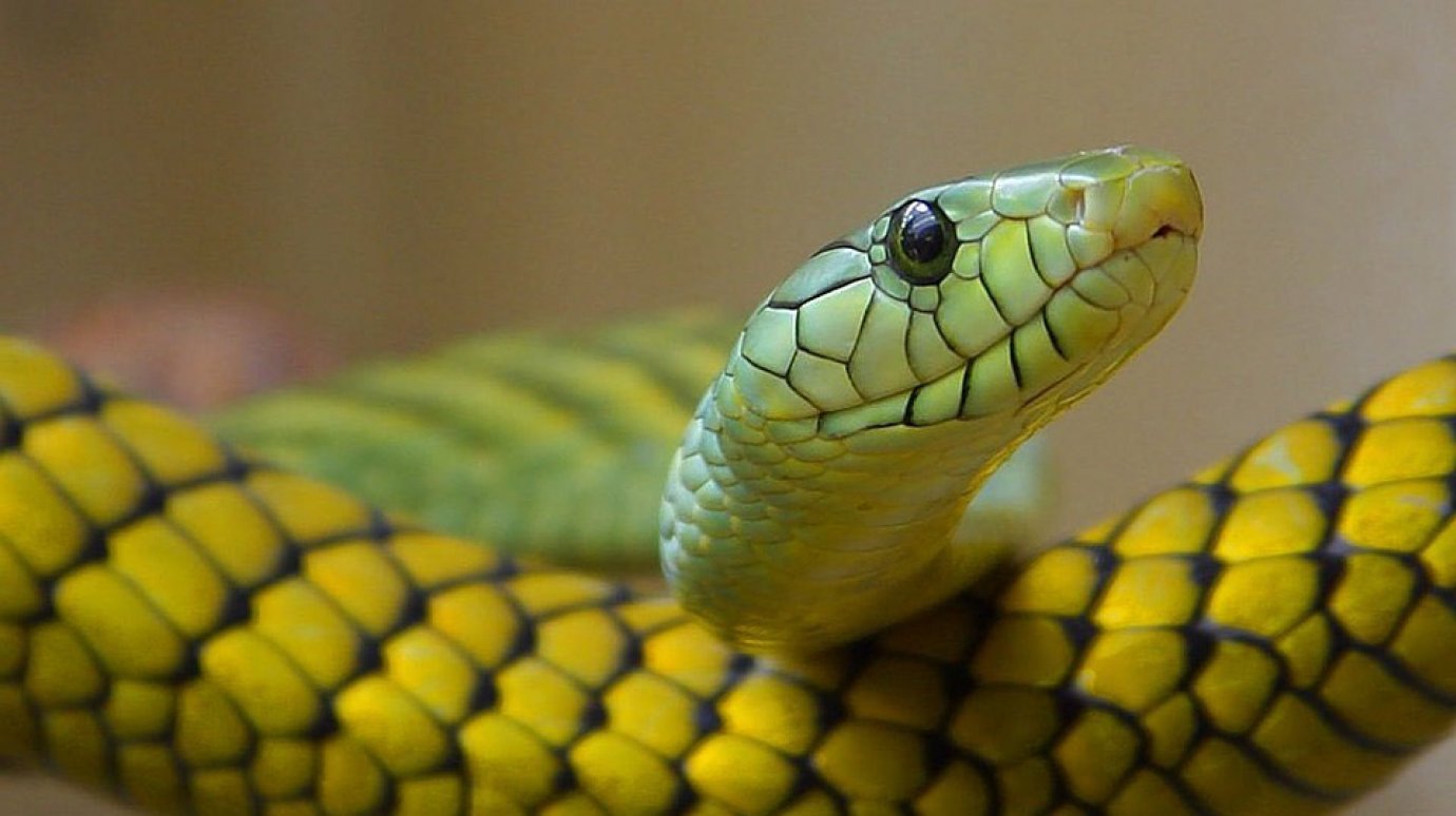 Змеиный полдень 5 6 7 8. Самые удивительные животные. Год желтой змеи. Змеи jpeg. Тропические змеи.