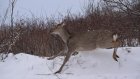Жителя Городищенского района наказали за убийство пятнистого оленя