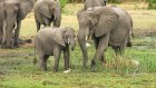 20 июня - Всемирный день защиты слонов в зоопарках