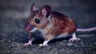 В Пензенской области зарегистрировали 161 случай мышиной лихорадки