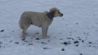 В Кичкилейке собака полгода прожила с обрезком пластиковой трубы на шее
