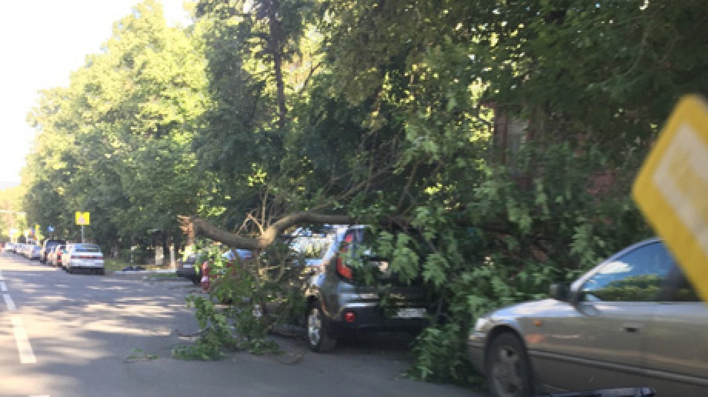 На улице Карла Маркса дерево накрыло припаркованную на дороге машину