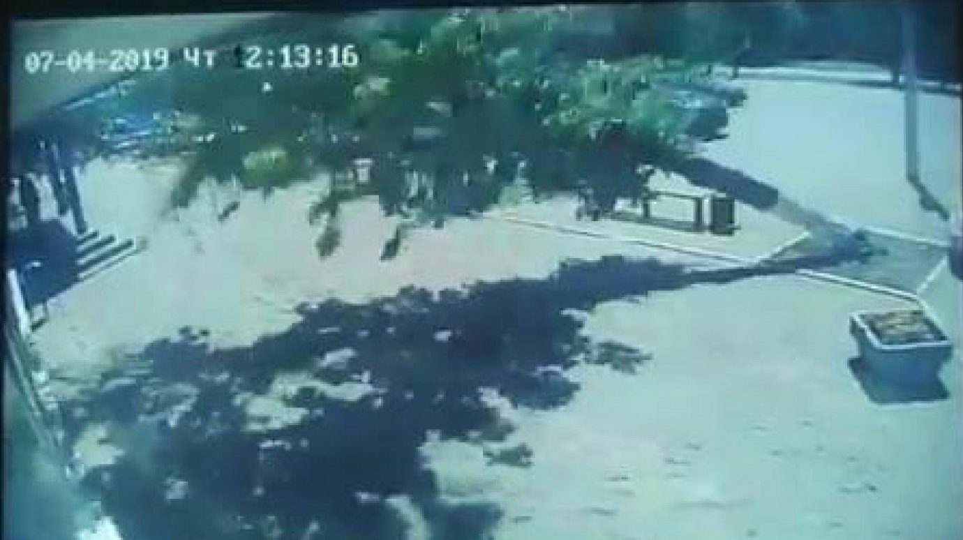 В Сети появилось видео падения дерева на проспекте Победы в Пензе