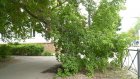 Аварийное дерево на улице Циолковского нуждается в кронировании