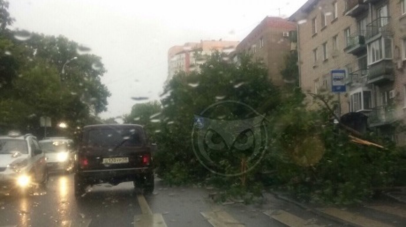 В Пензе на улице Красной между переходом и остановкой упало дерево