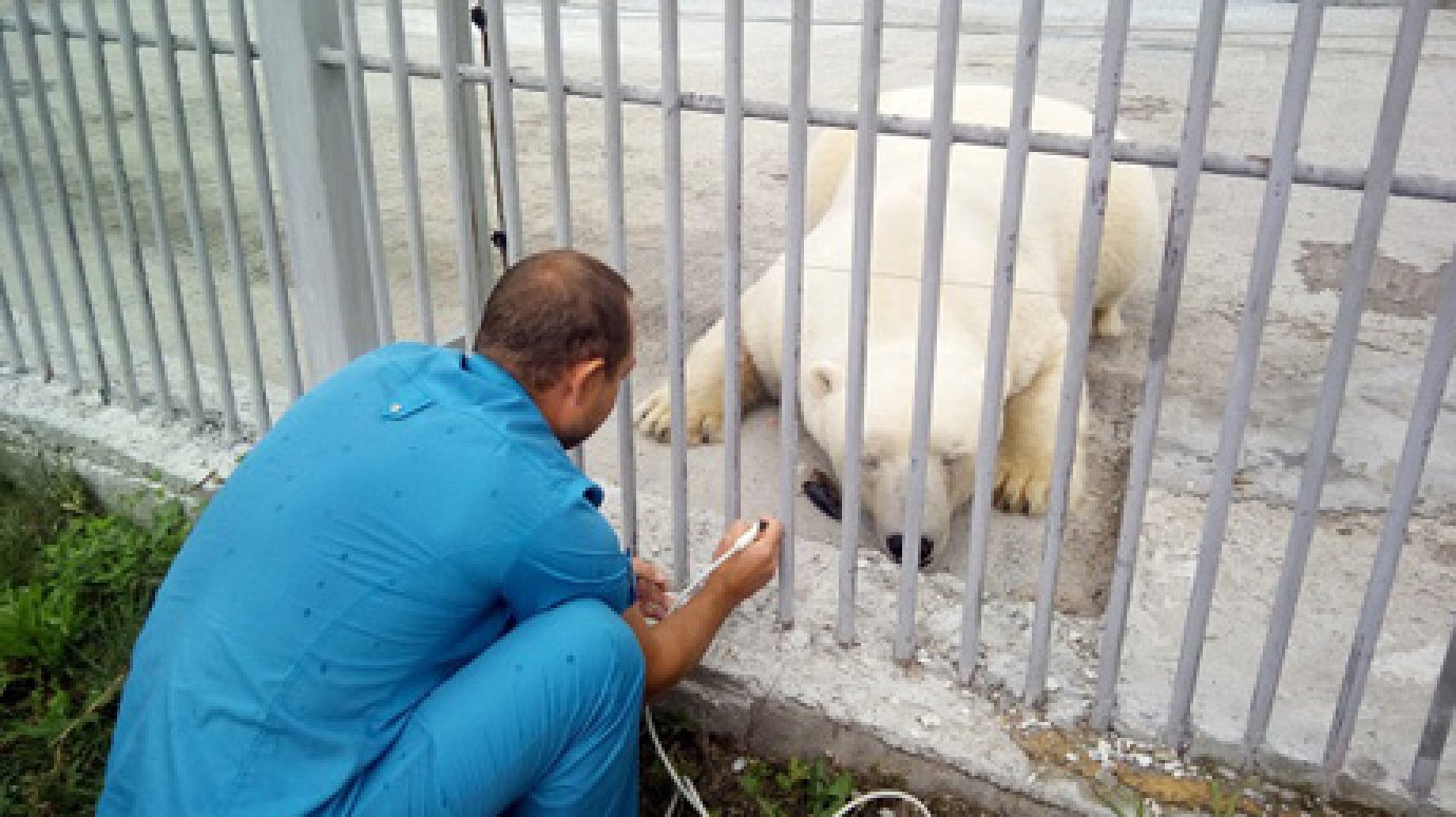 В Пензенском зоопарке белого медведя учат чистить зубы ультразвуком