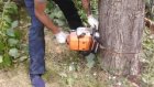 В Пензе до 6 сентября спилят 850 аварийных деревьев