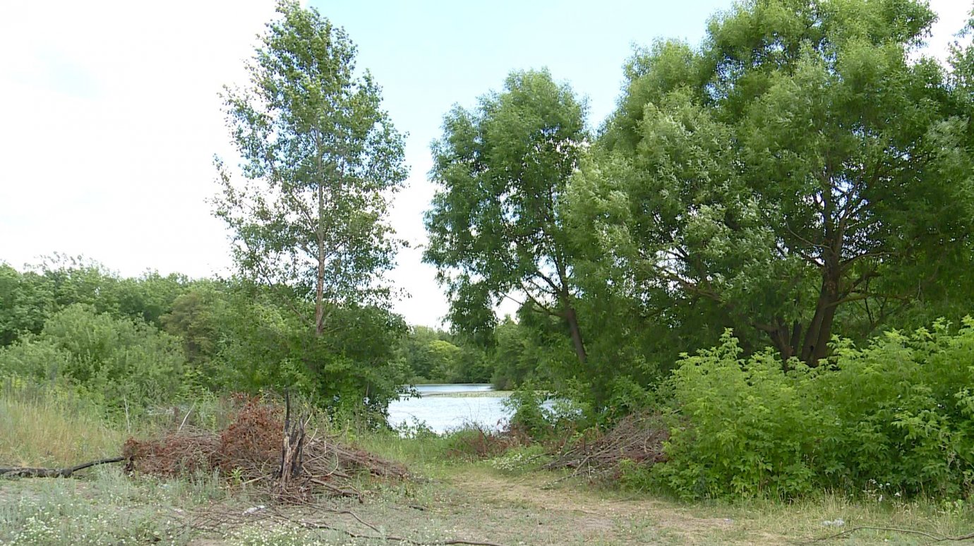 В Сосновке на берегу водоема оставили кучи веток
