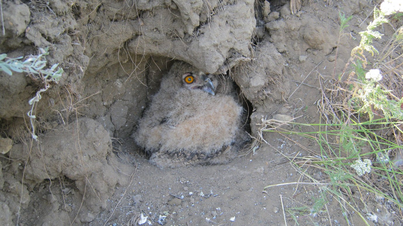 Пензенские охотоведы устраивают для филинов искусственные гнезда