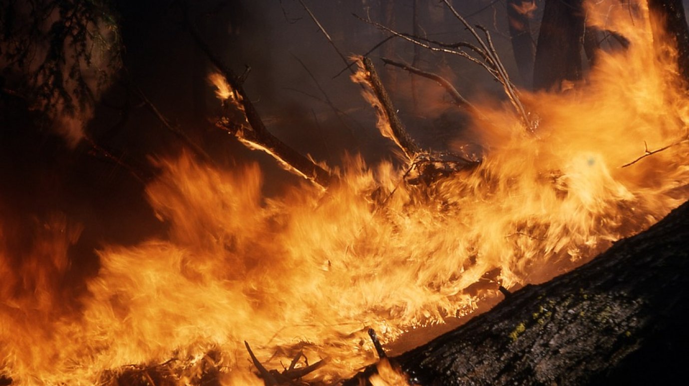 В Чаадаевском лесничестве потушили лесной пожар