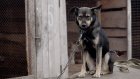 Кузнечан просят привязывать дворовых собак во время визитов регистраторов