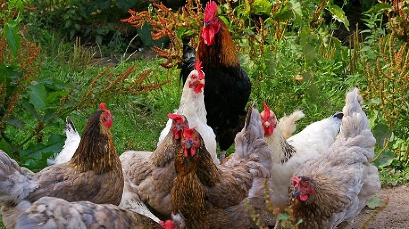 В Чемодановке фермер не защитил домашних птиц от контакта с дикими