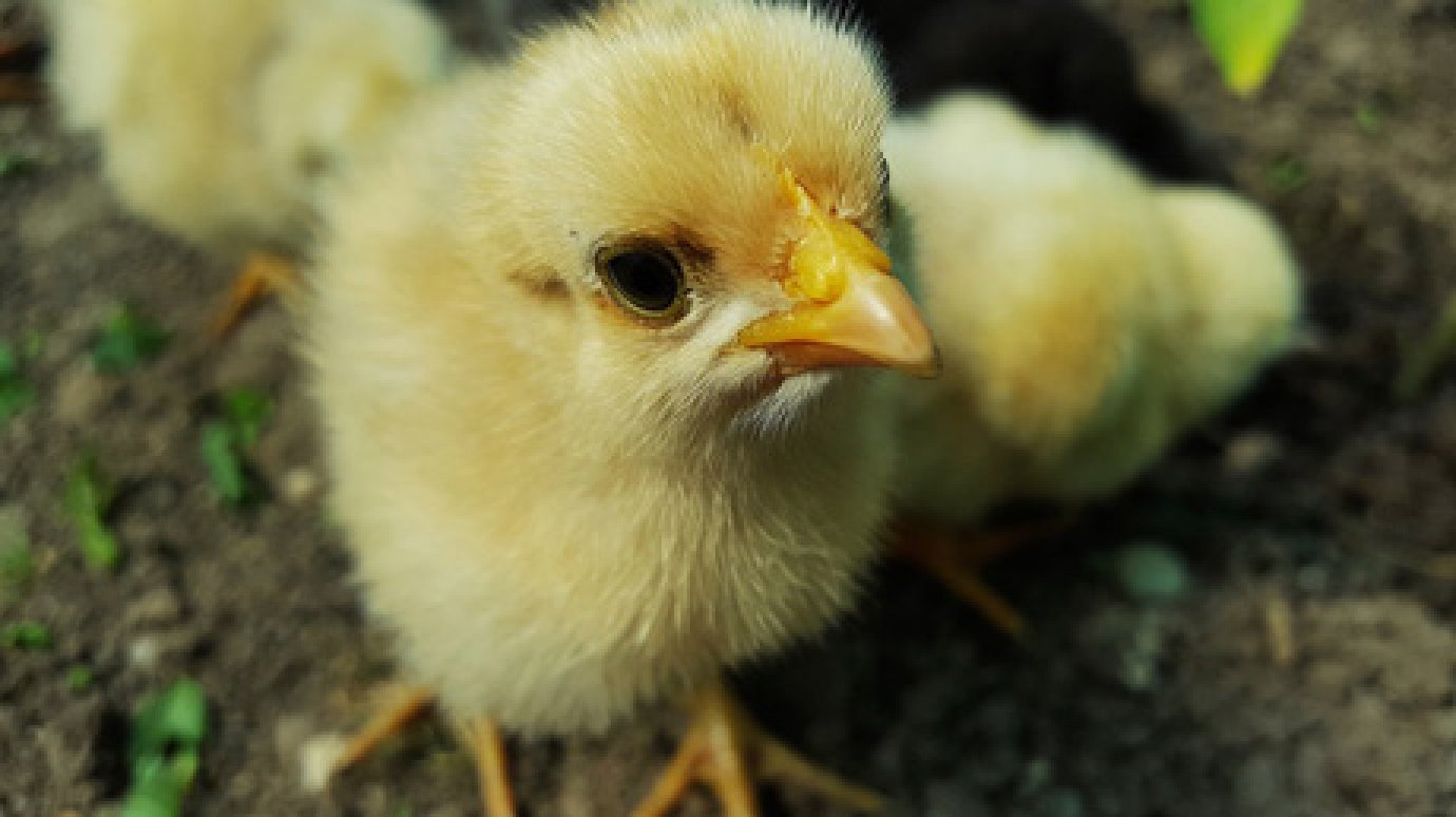 В Лопатках у предпринимателя нашли 3 600 цыплят без документов