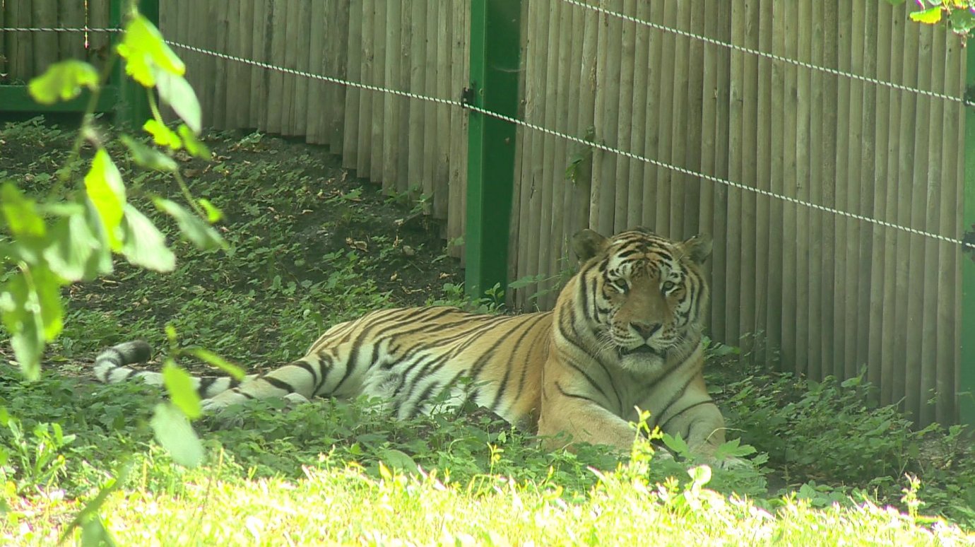 Бенгальские тигры пенза. Отряд тигр Пенза. Тигр в Пензенском зоопарке. Хищник в полоску. Пензенский зоопарк территория.