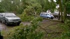 На Западной Поляне из-за сильного ветра рухнуло 13-метровое дерево