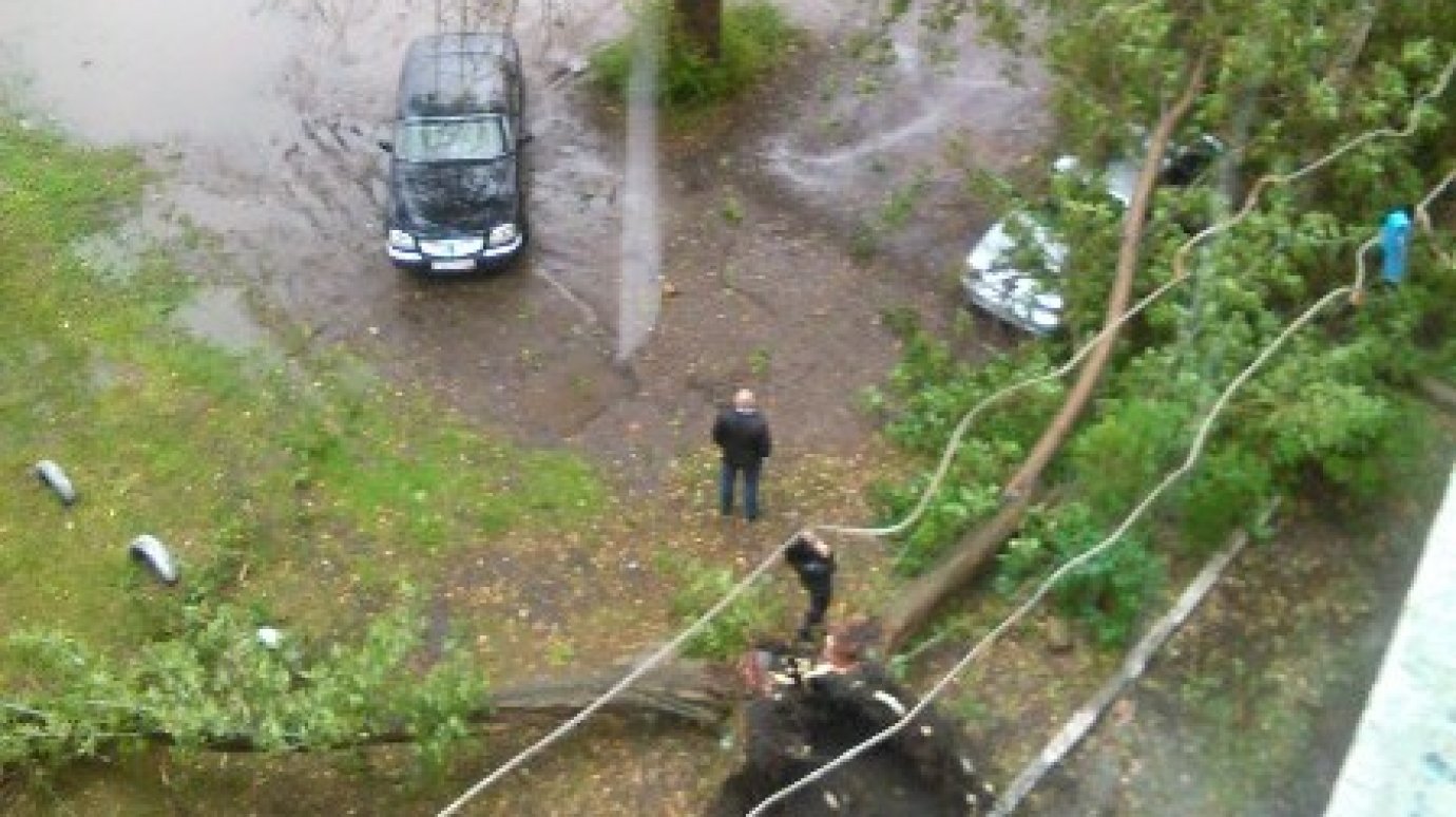 На Рабочей улице в Кузнецке рухнувшее дерево накрыло автомобиль