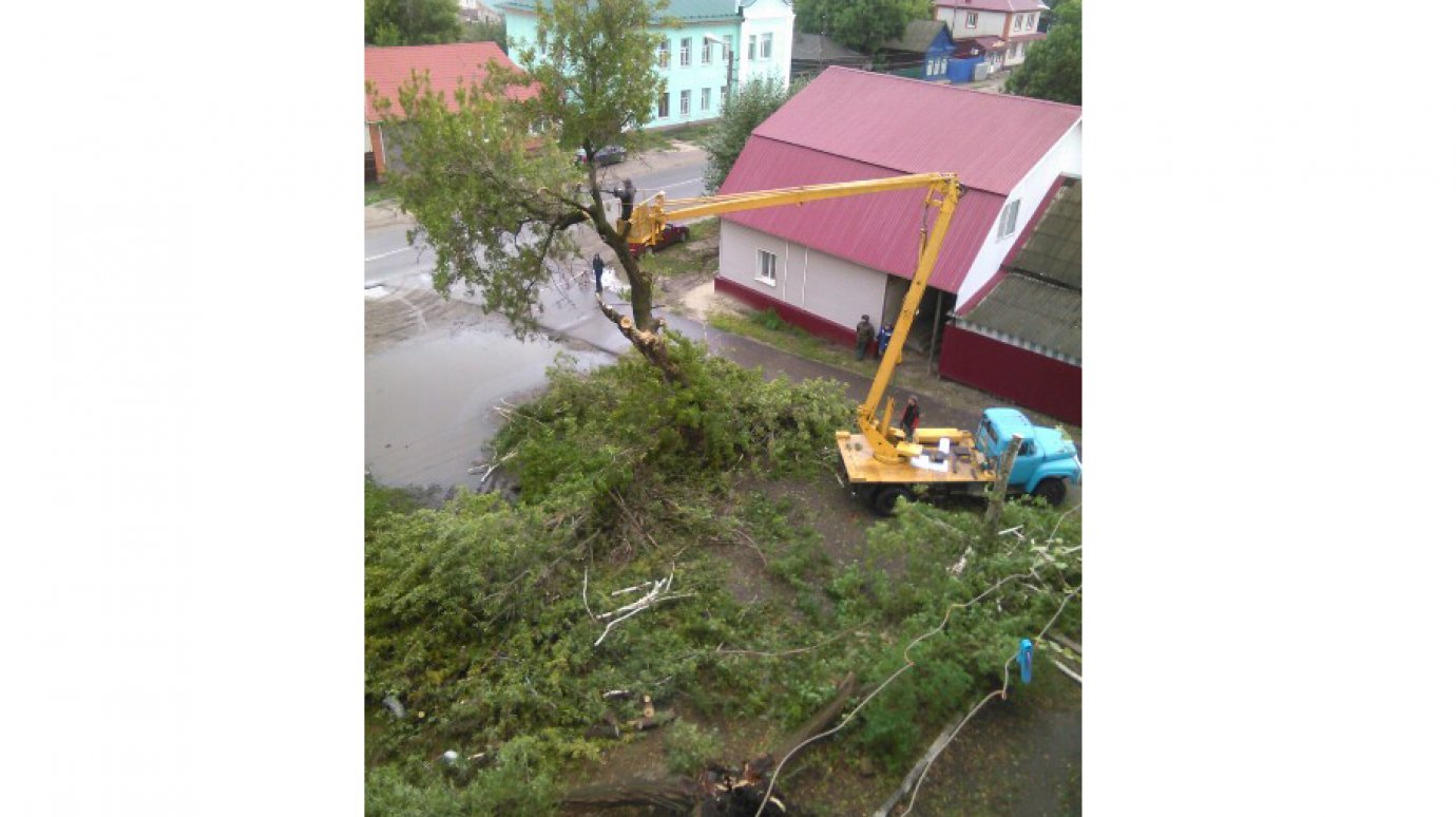В Кузнецке начали спиливать деревья после падения клена на машину