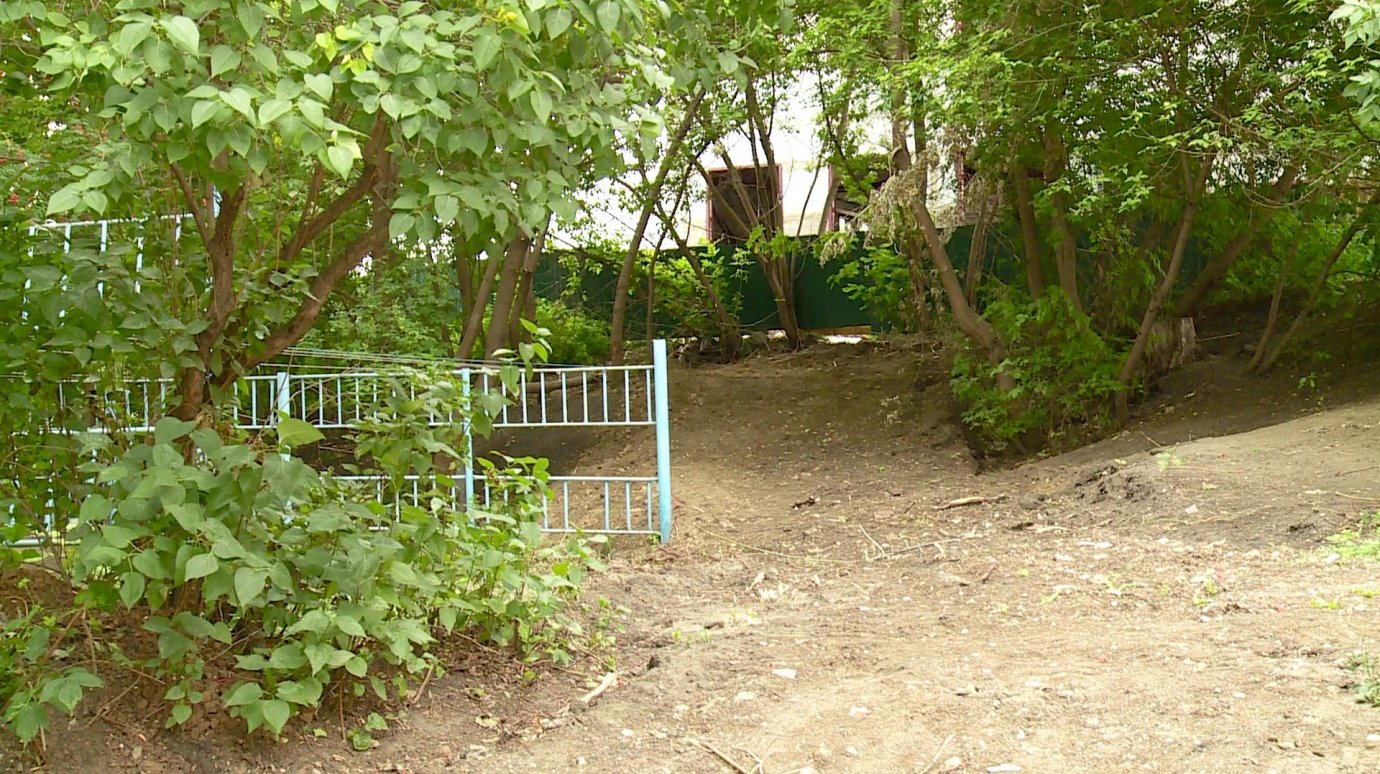 Пензячка защитила деревья во дворе на улице Кижеватова