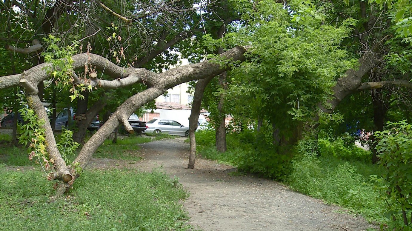 На улице Калинина появилась необычная арка из упавшего дерева