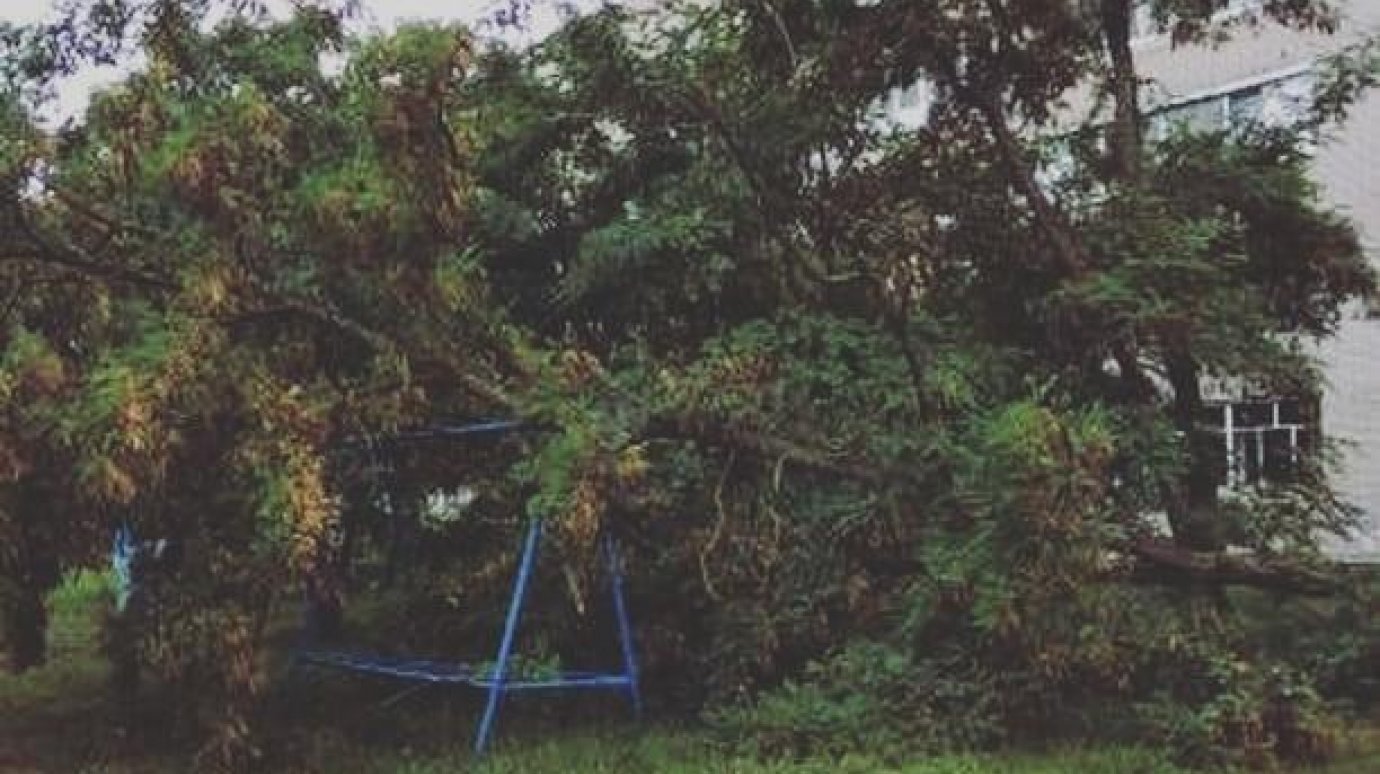 В Заречном упавшее дерево накрыло детскую площадку