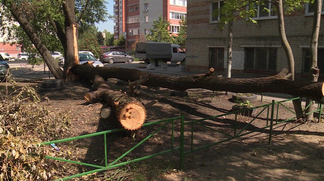 На улице Шевченко на детскую площадку рухнуло дерево