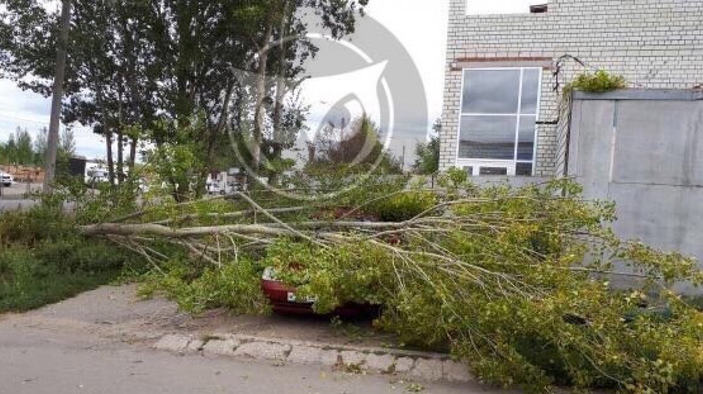 В Пензе уже три автомобиля пострадали из-за падающих от ветра деревьев