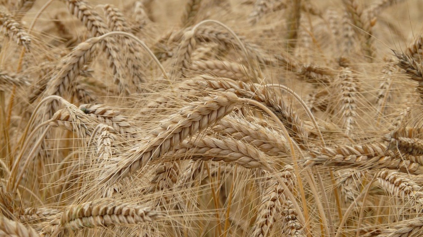 В Пензенской области завершается уборка зерновых культур
