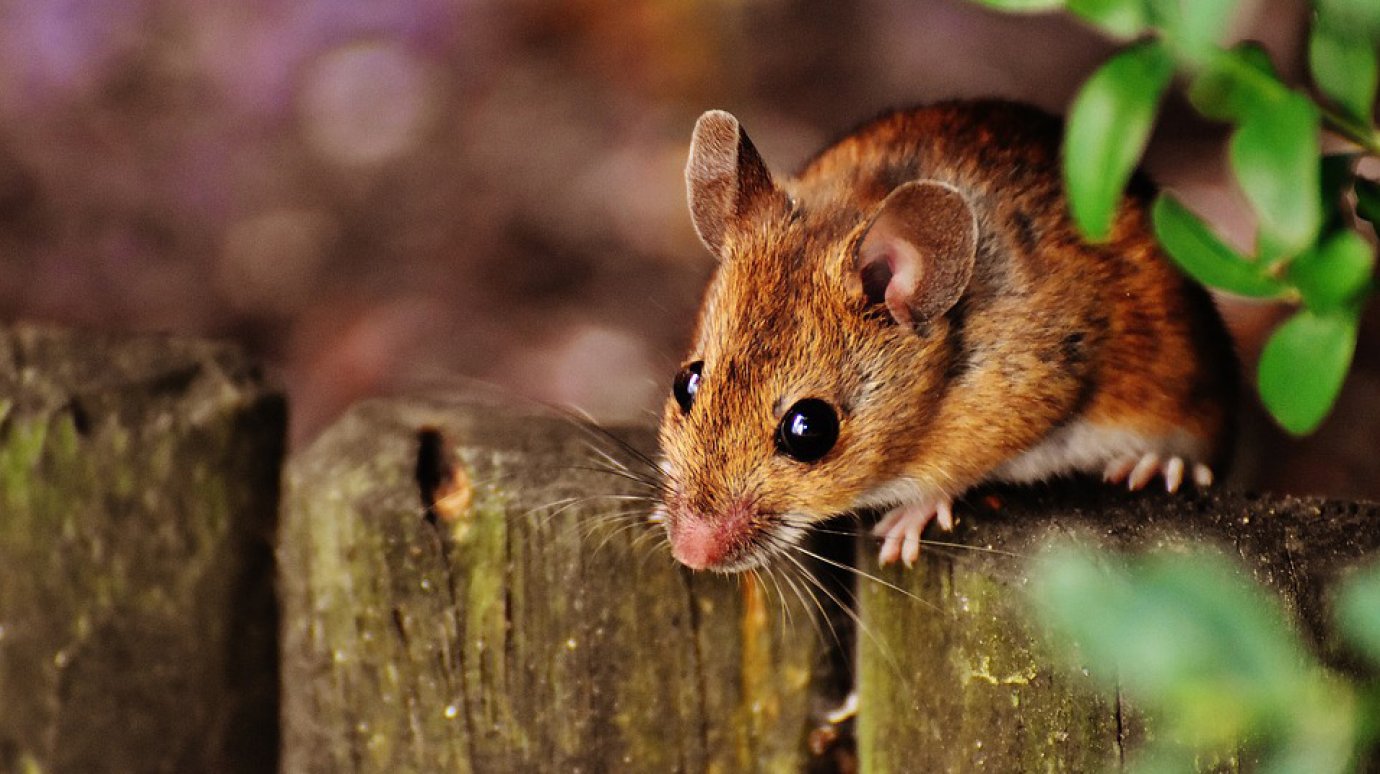 В Пензенской области выросло число заболевших мышиной лихорадкой