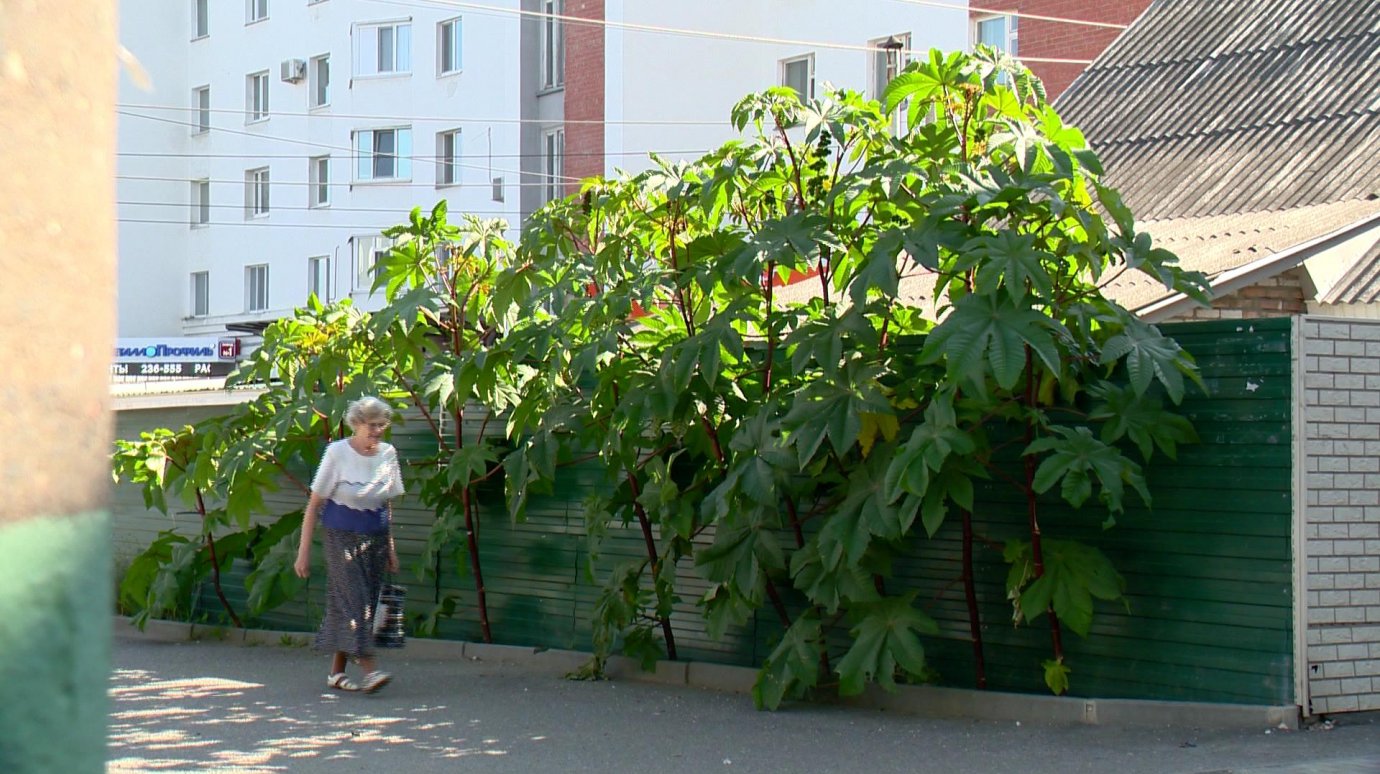 На улице Суворова выросло ядовитое растение
