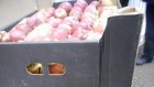 На Чемодановской свалке вновь уничтожили санкционные яблоки