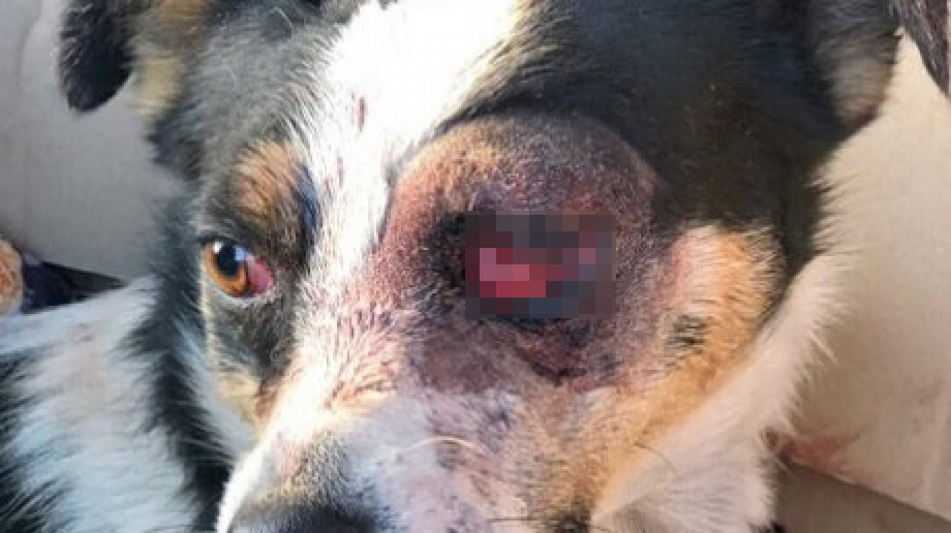 Полиция установила личность сердобчанина, выбившего собаке глаз