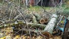 В Сердобске при вырубке деревьев сломали лавочки и песочницу