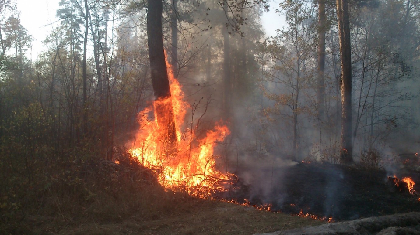 Названо число лесных пожаров в Пензенской области за полгода