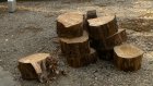 Ликвидация старых деревьев на Рахманинова, 32, породила скандал