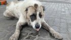 В Нижнем Ломове волонтеры пытаются вернуть избитому псу  доверие к людям
