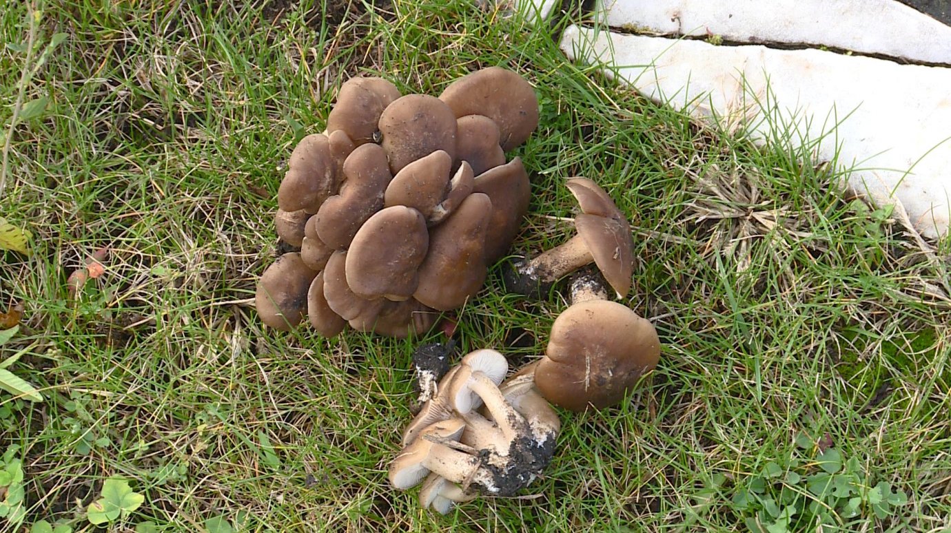 Клумбы у здания мэрии Пензы заросли грибами