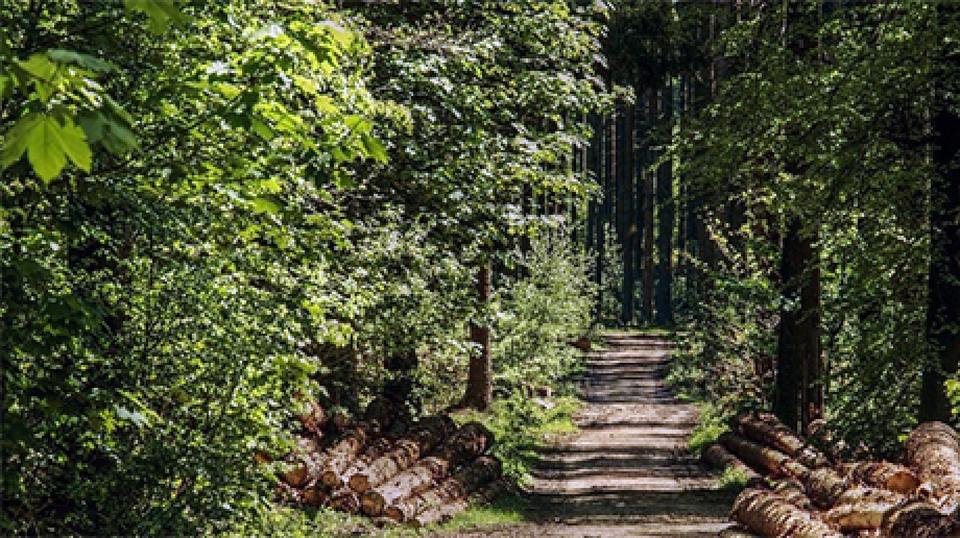 «Лиза Алерт» проведет в Пензе учения по поиску людей в лесу